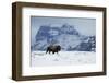 Bison bull on the move-Ken Archer-Framed Photographic Print