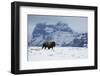 Bison bull on the move-Ken Archer-Framed Photographic Print