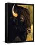 Bison Bull Portrait-Chuck Haney-Framed Stretched Canvas