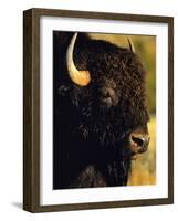 Bison Bull Portrait-Chuck Haney-Framed Photographic Print