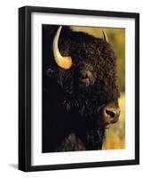 Bison Bull Portrait-Chuck Haney-Framed Photographic Print