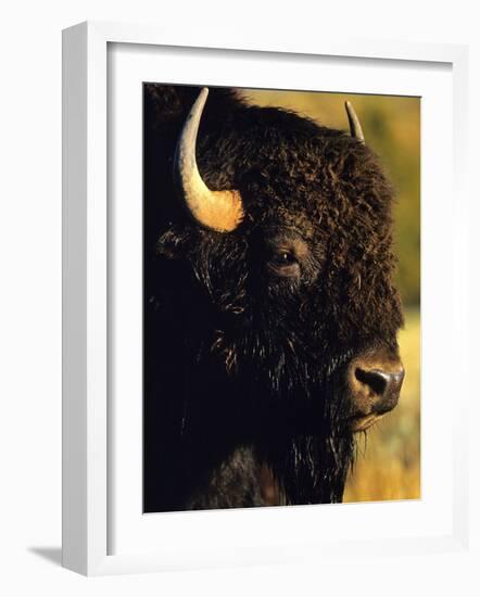 Bison Bull Portrait-Chuck Haney-Framed Photographic Print