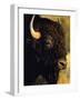Bison Bull Portrait-Chuck Haney-Framed Photographic Print
