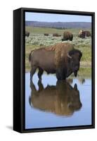 Bison Bull Reflecting-Ken Archer-Framed Stretched Canvas