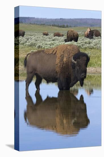 Bison Bull Reflecting-Ken Archer-Stretched Canvas