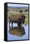 Bison Bull Reflecting-Ken Archer-Framed Stretched Canvas