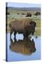 Bison Bull Reflecting-Ken Archer-Stretched Canvas