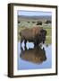 Bison Bull Reflecting-Ken Archer-Framed Photographic Print