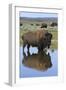 Bison Bull Reflecting-Ken Archer-Framed Photographic Print