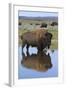 Bison Bull Reflecting-Ken Archer-Framed Photographic Print