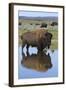 Bison Bull Reflecting-Ken Archer-Framed Photographic Print