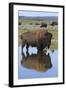 Bison Bull Reflecting-Ken Archer-Framed Photographic Print