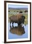 Bison Bull Reflecting-Ken Archer-Framed Photographic Print