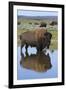 Bison Bull Reflecting-Ken Archer-Framed Photographic Print