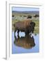 Bison Bull Reflecting-Ken Archer-Framed Photographic Print