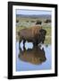 Bison Bull Reflecting-Ken Archer-Framed Photographic Print