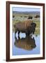 Bison Bull Reflecting-Ken Archer-Framed Photographic Print