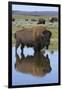 Bison Bull Reflecting-Ken Archer-Framed Photographic Print