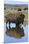 Bison Bull Reflecting-Ken Archer-Mounted Premium Photographic Print