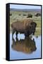 Bison Bull Reflecting-Ken Archer-Framed Stretched Canvas