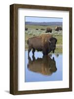 Bison Bull Reflecting-Ken Archer-Framed Photographic Print