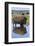 Bison Bull Reflecting-Ken Archer-Framed Photographic Print