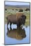 Bison Bull Reflecting-Ken Archer-Mounted Photographic Print