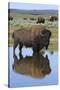 Bison Bull Reflecting-Ken Archer-Stretched Canvas