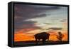 Bison Bull Silhouette, Theodore Roosevelt NP, North Dakota, USA-Chuck Haney-Framed Stretched Canvas