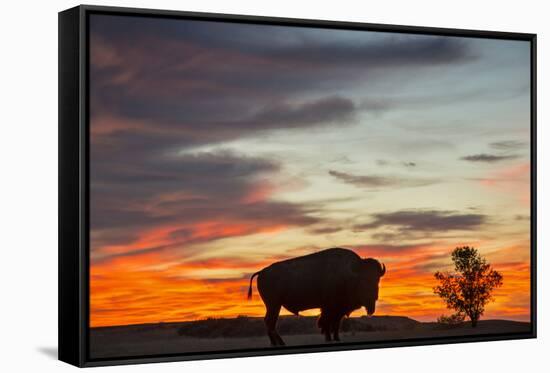 Bison Bull Silhouette, Theodore Roosevelt NP, North Dakota, USA-Chuck Haney-Framed Stretched Canvas