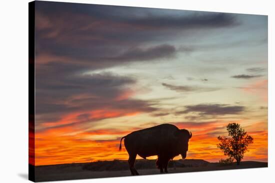 Bison Bull Silhouette, Theodore Roosevelt NP, North Dakota, USA-Chuck Haney-Stretched Canvas