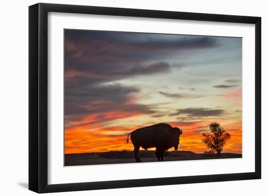 Bison Bull Silhouette, Theodore Roosevelt NP, North Dakota, USA-Chuck Haney-Framed Photographic Print