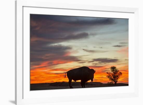 Bison Bull Silhouette, Theodore Roosevelt NP, North Dakota, USA-Chuck Haney-Framed Photographic Print