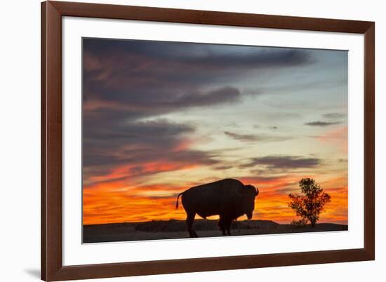 Bison Bull Silhouette, Theodore Roosevelt NP, North Dakota, USA-Chuck Haney-Framed Photographic Print