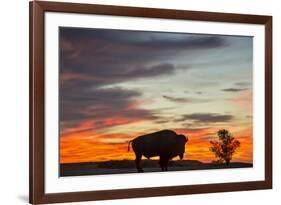 Bison Bull Silhouette, Theodore Roosevelt NP, North Dakota, USA-Chuck Haney-Framed Photographic Print