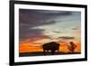 Bison Bull Silhouette, Theodore Roosevelt NP, North Dakota, USA-Chuck Haney-Framed Photographic Print