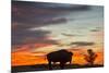 Bison Bull Silhouette, Theodore Roosevelt NP, North Dakota, USA-Chuck Haney-Mounted Photographic Print