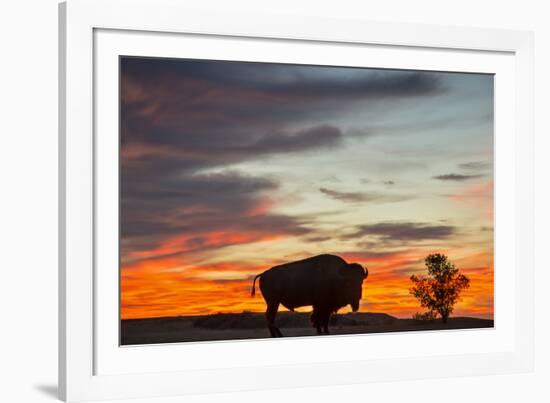 Bison Bull Silhouette, Theodore Roosevelt NP, North Dakota, USA-Chuck Haney-Framed Photographic Print