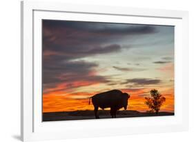 Bison Bull Silhouette, Theodore Roosevelt NP, North Dakota, USA-Chuck Haney-Framed Photographic Print