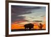 Bison Bull Silhouette, Theodore Roosevelt NP, North Dakota, USA-Chuck Haney-Framed Photographic Print