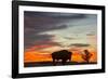 Bison Bull Silhouette, Theodore Roosevelt NP, North Dakota, USA-Chuck Haney-Framed Photographic Print