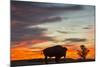 Bison Bull Silhouette, Theodore Roosevelt NP, North Dakota, USA-Chuck Haney-Mounted Photographic Print