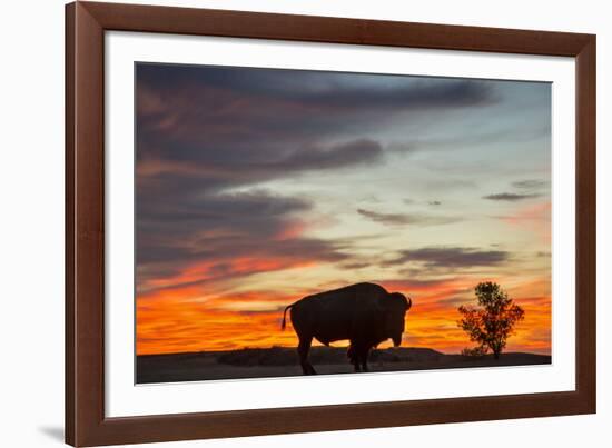 Bison Bull Silhouette, Theodore Roosevelt NP, North Dakota, USA-Chuck Haney-Framed Photographic Print