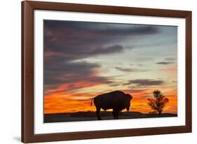 Bison Bull Silhouette, Theodore Roosevelt NP, North Dakota, USA-Chuck Haney-Framed Photographic Print