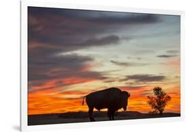 Bison Bull Silhouette, Theodore Roosevelt NP, North Dakota, USA-Chuck Haney-Framed Photographic Print