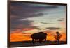 Bison Bull Silhouette, Theodore Roosevelt NP, North Dakota, USA-Chuck Haney-Framed Photographic Print