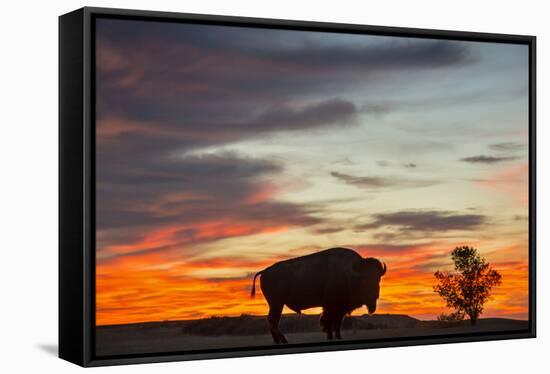 Bison Bull Silhouette, Theodore Roosevelt NP, North Dakota, USA-Chuck Haney-Framed Stretched Canvas