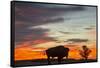 Bison Bull Silhouette, Theodore Roosevelt NP, North Dakota, USA-Chuck Haney-Framed Stretched Canvas