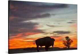 Bison Bull Silhouette, Theodore Roosevelt NP, North Dakota, USA-Chuck Haney-Stretched Canvas