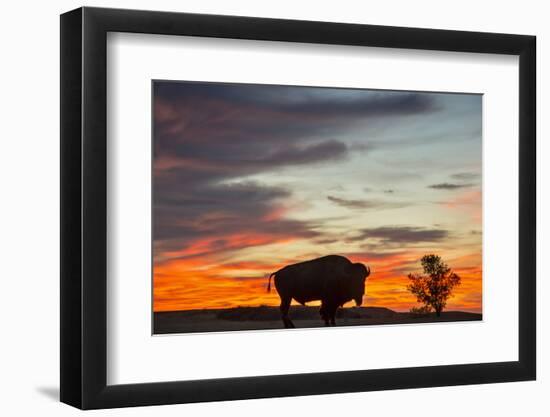 Bison Bull Silhouette, Theodore Roosevelt NP, North Dakota, USA-Chuck Haney-Framed Premium Photographic Print